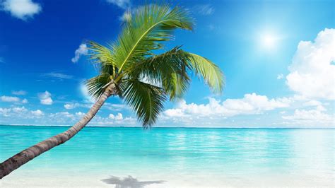 Palm Tree Beach Sunny Summer Scenery Hd Wallpaper Visualização