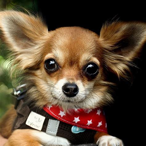 Chihuahua The Charming Mexican Breed Information Poochn Cat