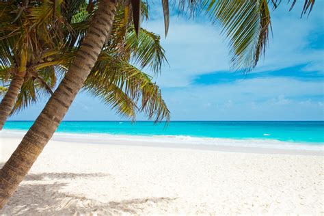 Beach Blue Coast Palm Trees Landscape Caribbean Sea Sky Watering