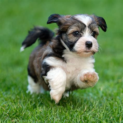 Does your breeder network arrange travel for puppies out of state? Find Havanese Breeders & Puppies For Sale In California