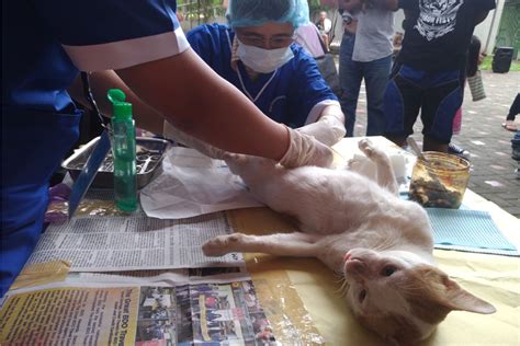 Your cat's vet will recommend the optimal age at which she. IN PHOTOS: Pets in Davao get free vaccine for Rabies ...