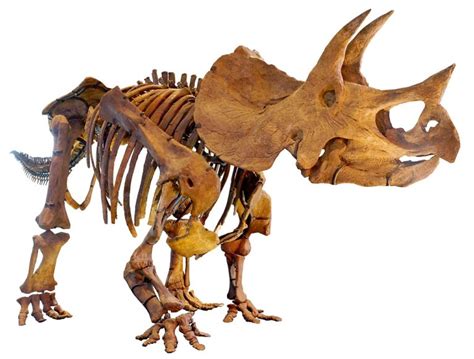 Triceratops Brow Horn 012423c The Stones And Bones Collection