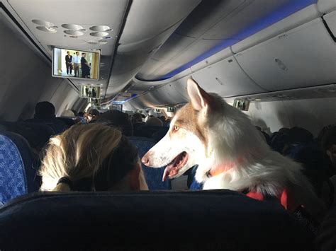 Are You Allowed To Bring Dogs On A Plane