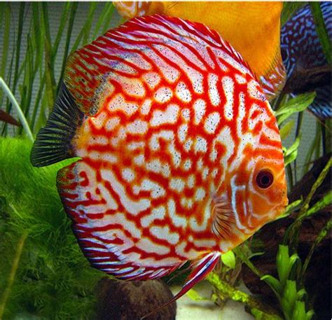 Red Pigeon Blood Discus | Arizona Aquatic Gardens