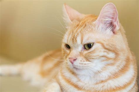 Feline 411 All About American Shorthair Cats