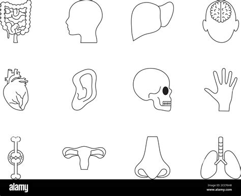 Head And Human Body Icon Set Over White Background Line Style Vector