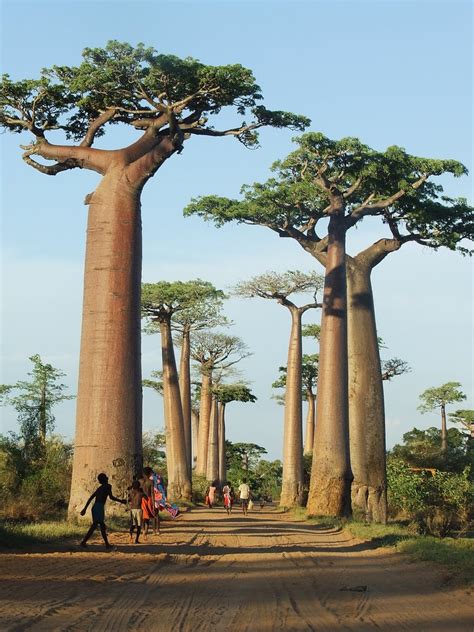 Baobab Trees I Fight To See The Beauty In Every Day