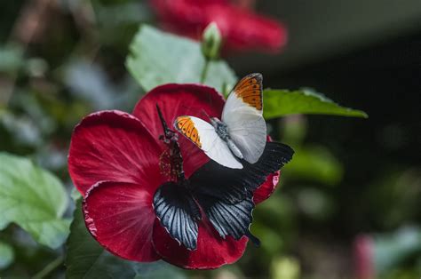 Plan Your Visit — Victoria Butterfly Gardens
