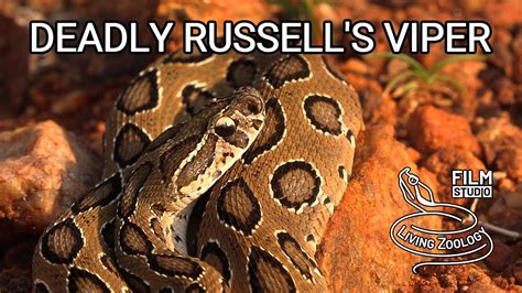 Deadly Venomous Russells Viper The Most Dangerous Snake In The World