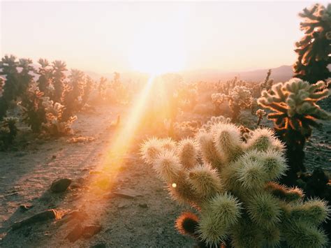 Finally Made It To My First National Parksunrise At Cholla Cactus