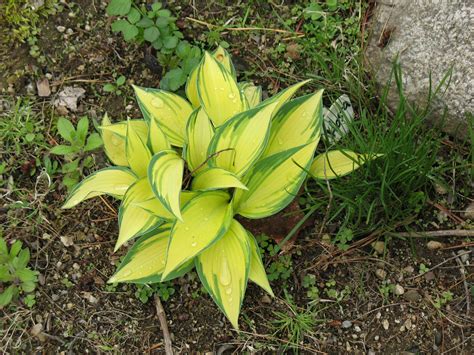 My Remember Me Hostabeautiful Yellow Hostas My Pictures