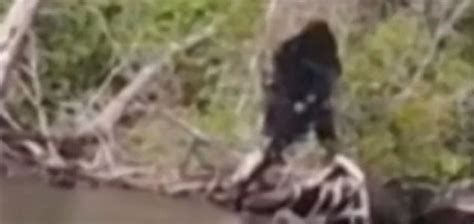 Bigfoot Photographed In Virginia Unexplained Mysteries