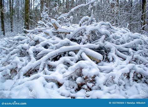 Winter Forest With Fallen Trees Under The Snow An Impassable Slope In