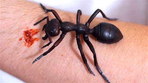 If you live along the coast, you may spot a spider that looks strikingly similar to. GIANT ANT BITE! - YouTube