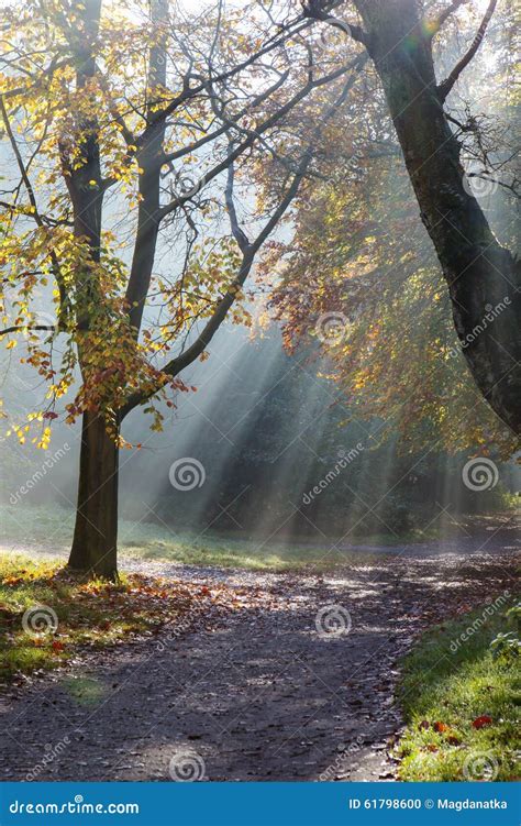Morning Sun Rays Shining In The Autumn Forest Stock Photo Image Of