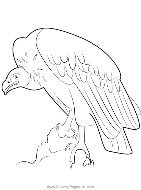 Vulture Bird Coloring Page For Kids Free Hawks And Eagles Printable