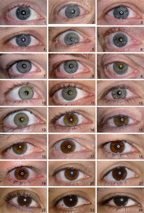 Grading Of Iris Color With An Extended Photographic Reference Set In