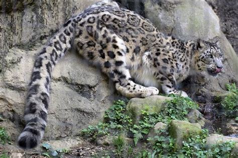 Pin By Chris Huysamen On Natural World Big Cats Snow Leopards With