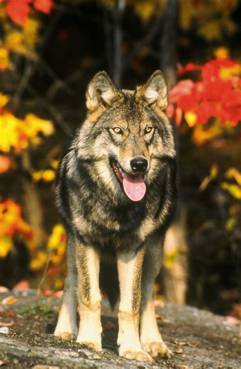 Lay Of The Land Gray Wolves Regain Protection Under Endangered Species Act