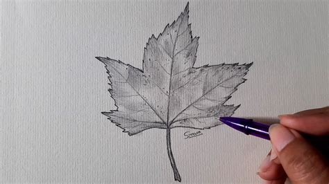 Fall Leaves Drawing How To Draw Fall Leaves Autumn Leaf Sketch