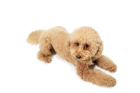 Teacup Toy Poodle Dog Breed Information Characteristics And Facts