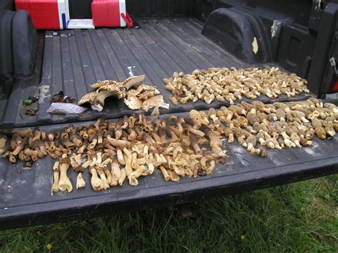 Memberships The Official Morel Mushroom Hunting Club And Other Edible