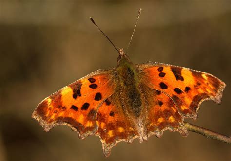 Cfalter Foto And Bild Tiere Wildlife Schmetterlinge Bilder Auf