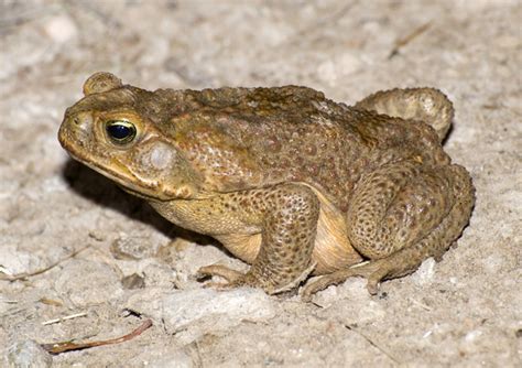 Bufo Toad Poisoning In Dogs Texvetpets Texvetpets