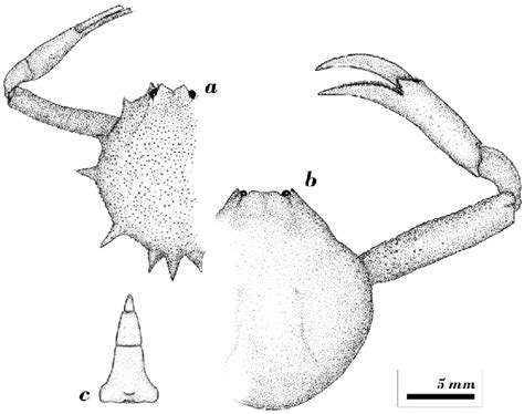 Arcania Undecimspinosa De Haan 1841 Female 151 × 143 Mm Swims