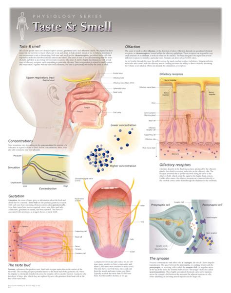 Taste And Smell Scientific Publishing