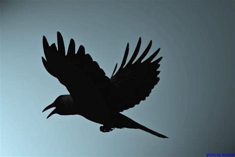 idiomatrix as the crow flies