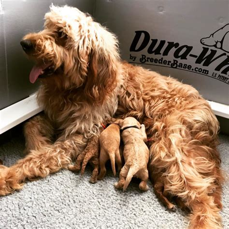 Top 10 Best Goldendoodle Breeders In Southern California Socal