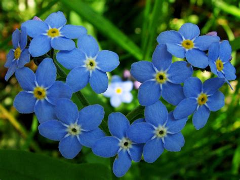Whenever you seek for a delicious dessert to brighten up your special occasions, floweraura steps in to provide you with the delivery was on time. heart shaped forget-me-not (Myosotis) | Mr. Porse | Flickr