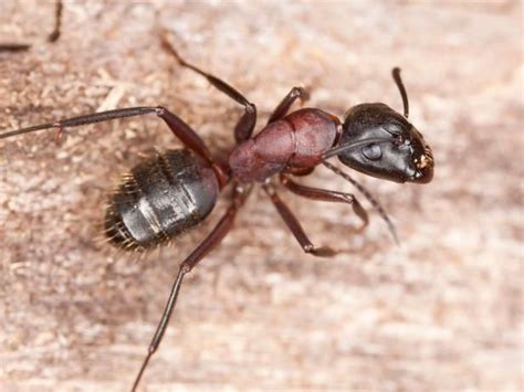We did not find results for: Carpenter Ants | Carpenter ant, Termite control, Termites