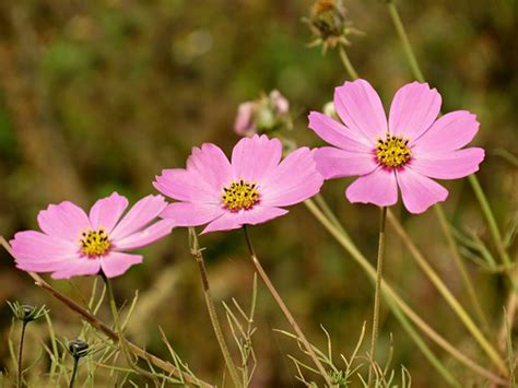 Wild Cosmos Flowers China Yunnan Cosmos Is A Genus With Flickr