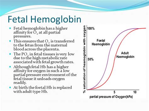 Fetal Hemoglobin And Hematocrit Human Anatomy And Physiology Health