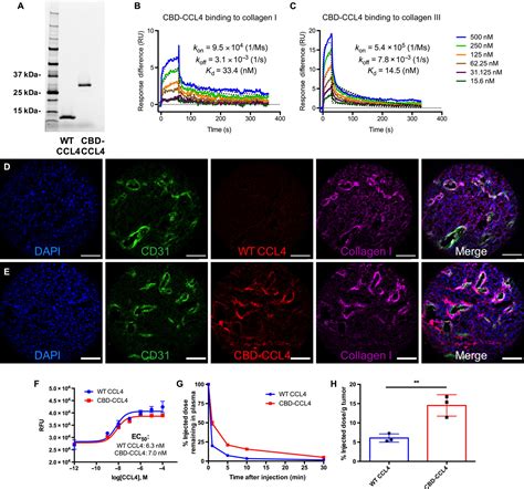 Plasmacytoid dendritic cells promote immunosuppression in ovarian cancer via icos costimulation. Recruitment of CD103+ dendritic cells via tumor-targeted ...