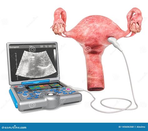 Ultrasonography Of The Uterus Or Transvaginal Ultrasound Concept