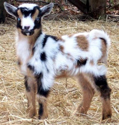 Nigerian Dwarf Goat Baby Cuddley And Cute Nigerian Dwarf Goats