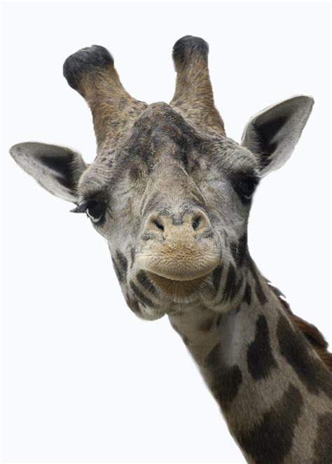 Giraffe Stock Photo Image Of Horns Giraffe Ears Wildlife 3517344
