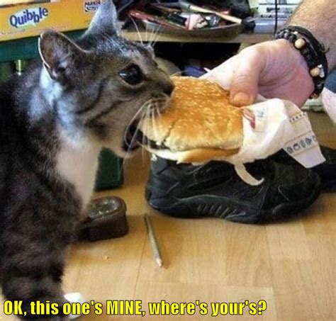 Ok This Ones Mine Wheres Yours Lolcats Lol Cat Memes