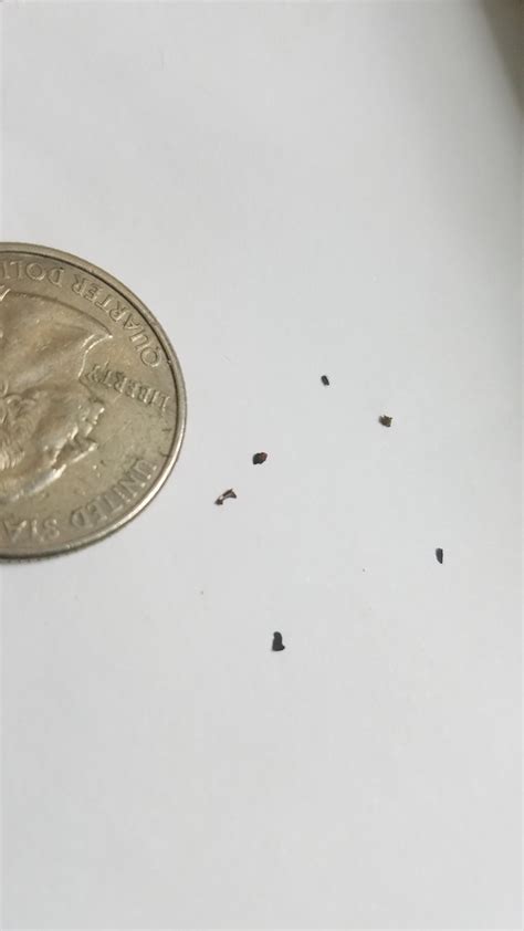 What Do Bed Bug Droppings Look Like