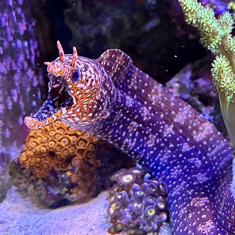 Akuma The Japanese Dragon Moray Eel Rreeftank