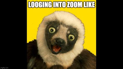 Zoom Logo Meme