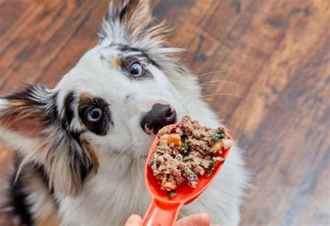 Every nom nom meal is formulated by dr. Ollie Review: Vet-Designed Dog Food Delivery Service