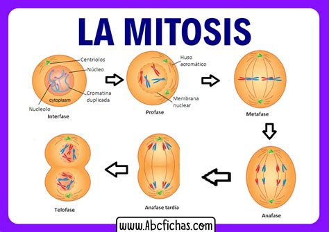 Resultado De Imagen De Fases De La Mitosis Mitosis Ciclo Celular