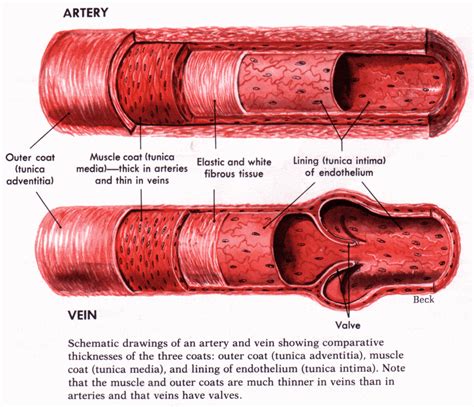 Anatomy Of Leg Blood Circulation