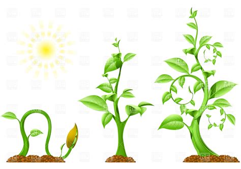 15 Growing Plant With Roots Vector Images Seed Growing Clip Art