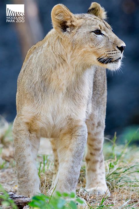 Lion Cubs At 10 Months Old