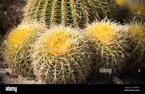 Round Cactus Plants Hi Res Stock Photography And Images Alamy